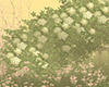 Hydrangea Petiolaris