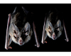 Vampire Bats sticker