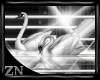 [zn] White Swans 