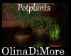(OD) Potplant group