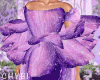C~Purple Nova Petals