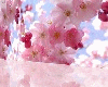 Romantic Sakura