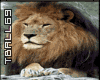 Lion Animated Sticker