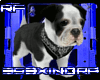 Bulldog Pup w Bandana v3
