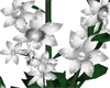 White Flower  Vine