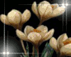 Flower Dark
