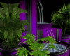 purple fountains