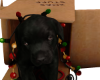 Santa Paws - Knotty Dog