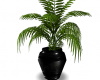BlkChrome vase Plant
