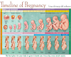 ETE STAGES OF PREGNANCY