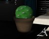 eAe Cactus