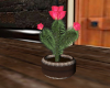 CC Cactus flower
