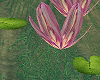 [AG] Well Water Lilies