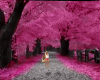 Cherry Blossom Backdrop