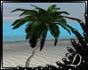 .:D:.Kauai Palm 3