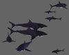 Group of Sharks