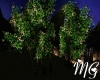 3 Trees(IM)