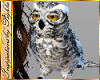 ATS~Whooters Owl Pet