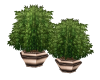 2 pot plants  bronze