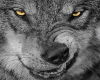 6v3| Wolf Smirk 🐺