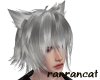 +silver hair cat M
