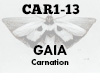 GAIA Carnation