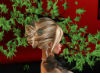 Dark bonde  hair classic