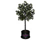 ~S~ Eternal Plant