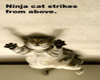 Ninja Cat strikes