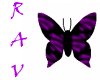 `blk+ppl butterfly pet