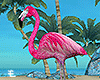 Island Flamingo