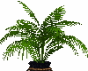 Palm in vase