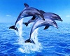 r  dauphins f