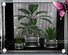 *P Dgr - Deco plants