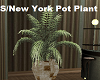 S/New York Potted Plant