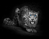 ~CBS~Snow Leopard