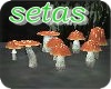 setinis mushrooms