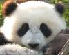 Eyes for My Panda