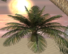 {AB} Palm Plant