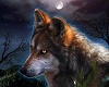 wolf pic 4