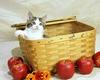 CAT IN THE BASKET