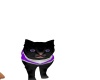 {LS} Black cat PET
