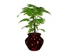 Valentine Potted Plant