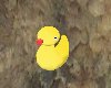 Animated Rubber Duck