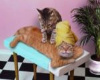 Kitty Massage Sticker