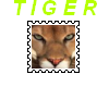 Tiger Closeup Small