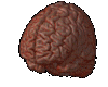 Real Brain in Head