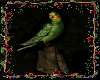 *Budgie Decoration