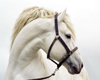 Framed White Horse Pic