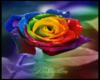 Rainbow Rose